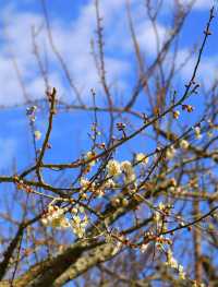 Japan's Ibaraki Tsukuba Mountain Plum Garden