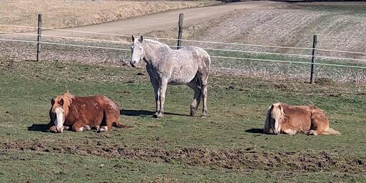 Horse Power Hour: RECOVERY HAPPENS HERE | Too Far Out Farm LLC