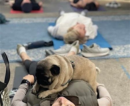 Pug Yoga - Session 2 | Sports Basement Santa Rosa