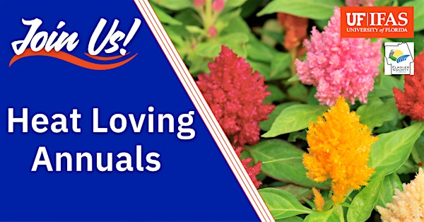Heat Loving Annuals | UF/IFAS Flagler County Extension