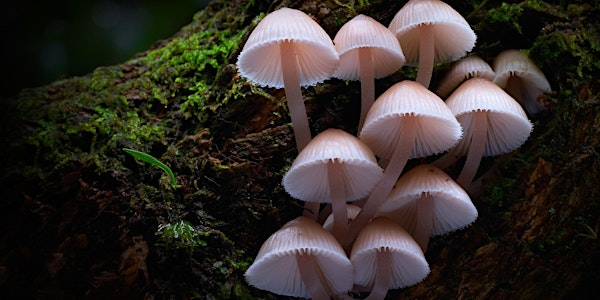 Fungi: Web of Life | Westraven Community Garden