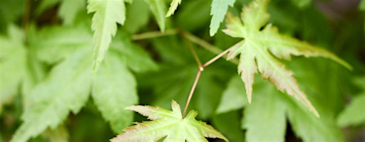 Introduction to Pruning | 1040 NY-45