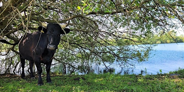 Woof Walk at Ashford Warren | The Warren