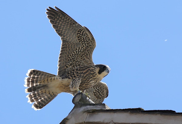 The Peregrines at Leicester Cathedral | Leicester Cathedral
