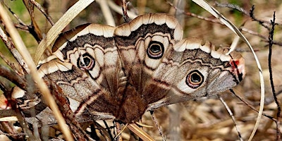 Ink and watercolour workshop with Butterfly Conservation Northern Ireland | Island Arts Centre