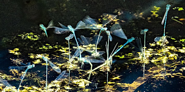 Deepen Your Nature Connection, Woods Mill (100337045) | Woods Mill Nature Reserve