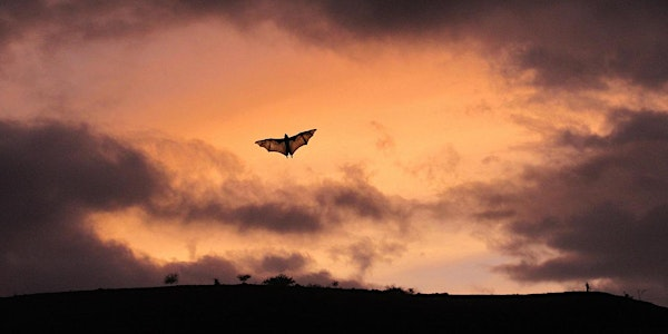 Evening bat walk | Outside St Paul's Church the at entrance of Happy Valley (What3Words: discussed.canine.acrobat)