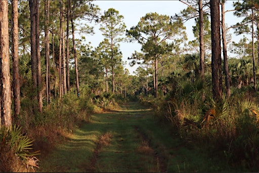 Guided Walk: CREW Cypress Dome Trails (Yellow/Green Trail) | CREW Cypress Dome Trails