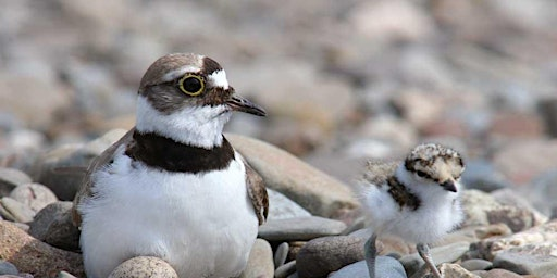Birds and a Brew June, Rustlings in a Summer Reedbed - Nature Discovery Centre, Friday 26 June | Nature Discovery Centre