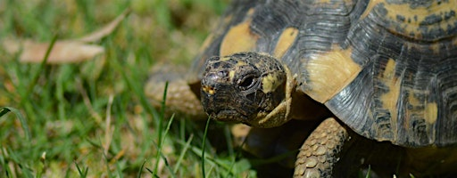 Greenway Wild Walks: Totally Turtles | 15 Goldsmith St