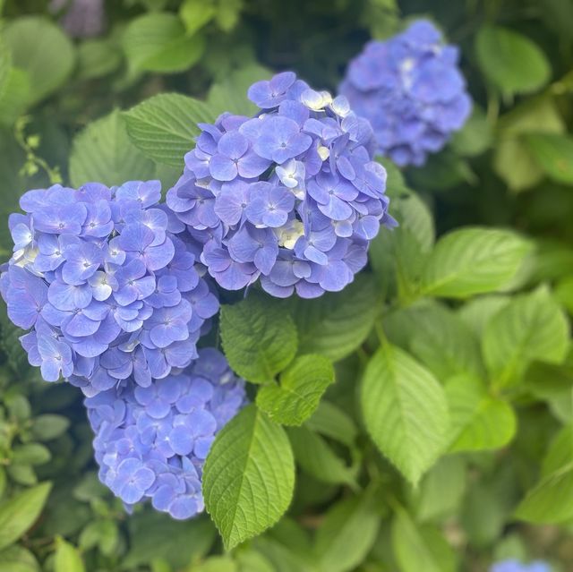 かえる寺❣️しあわせな言葉がたくさん❣️