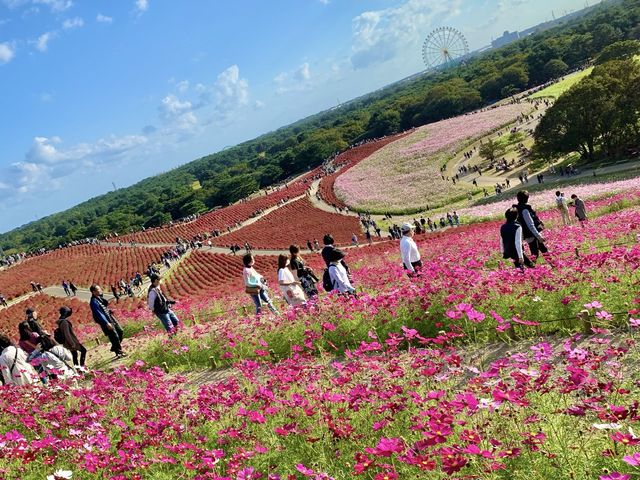 【茨城観光】一面に広がる"コキア”に圧巻。