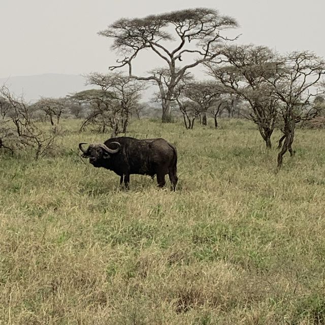 wildss at Ngorongoro 