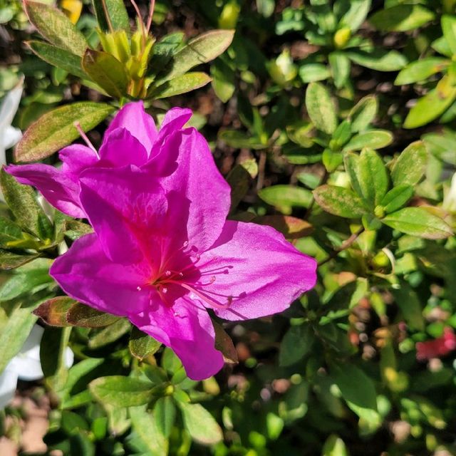 賞花好去處 ～ 中山紀念公園 