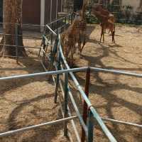 Bangladesh Dhaka International zoo 