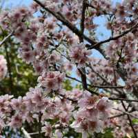 城門谷公園🌸賞賞吉野櫻