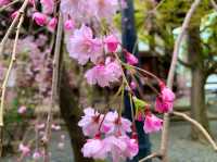 京都　SAKURA 桜めぐり❗️聖徳太子が創建した六角堂の桜に感動❗️