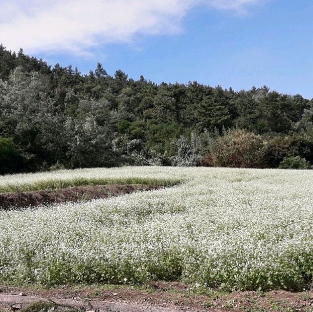 장흥 선학동 메밀밭