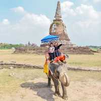 คาเฟ่หญ้าหลากสี มีน้องช้างสุดคิ้วท์ 🐘💐🍃