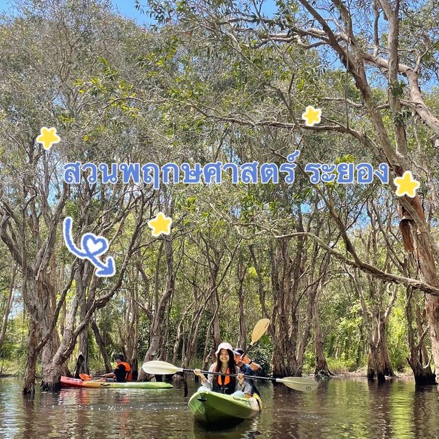 🚣‍♂️🌳🌿พายเรือชมป่าเสม็ด เช็คอินถิ่นระยอง🐠💦🏝