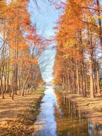 외나무다리 포토존으로 유명한 #천년숲정원 🍁 