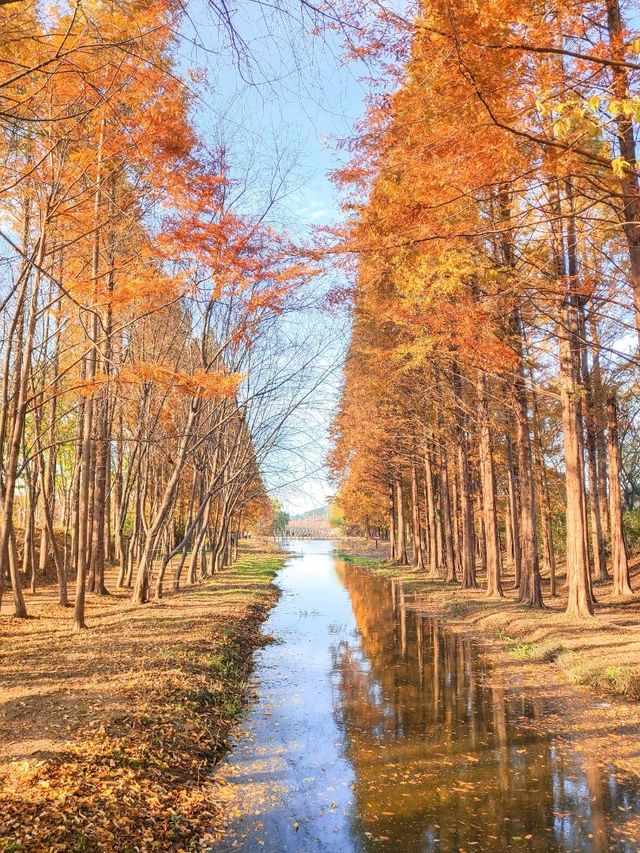 외나무다리 포토존으로 유명한 #천년숲정원 🍁 
