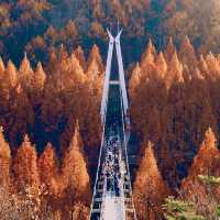 대전 여행지 : 장태산🍁