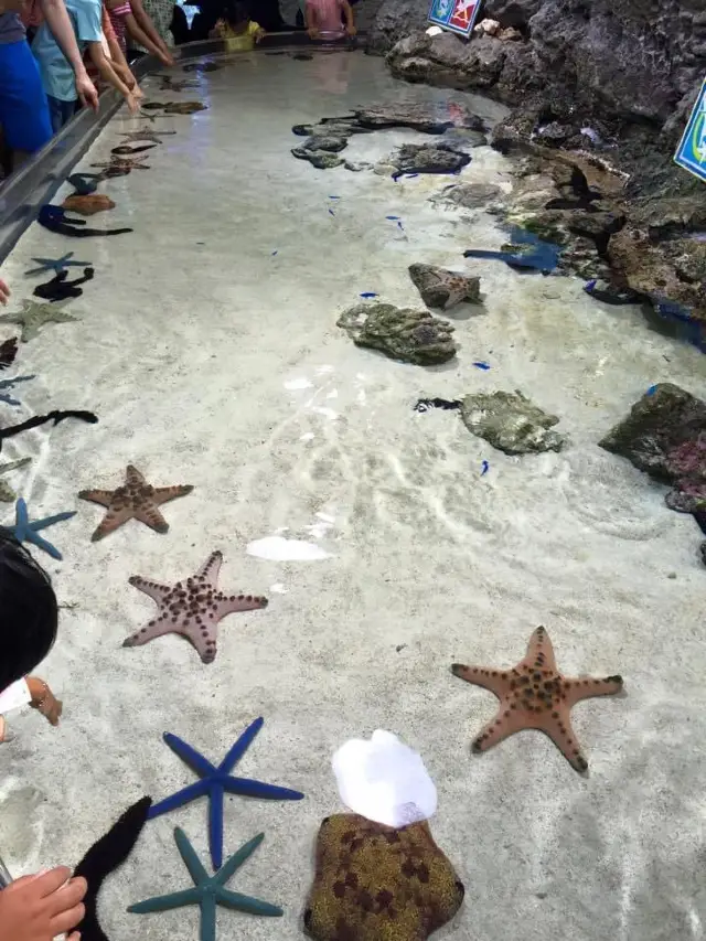 旅遊推介 沖繩站-美麗海水族館