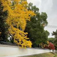 京都紅葉2022  醍醐寺の紅葉に感動