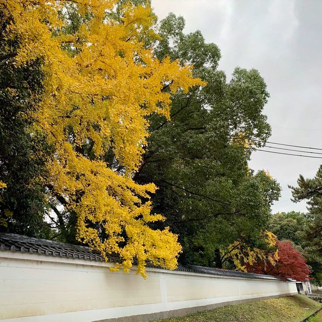 京都紅葉2022  醍醐寺の紅葉に感動