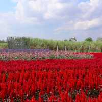 ปลายนา ฟลาวเวอร์ ภูเวียง