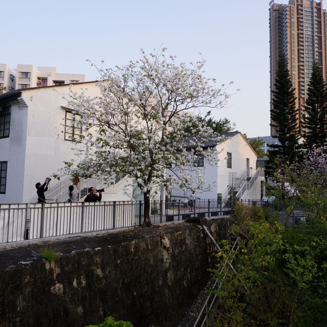 春日節目之小眾文青好去處 