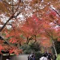 京都[紅葉めぐり] 絶景の天龍寺