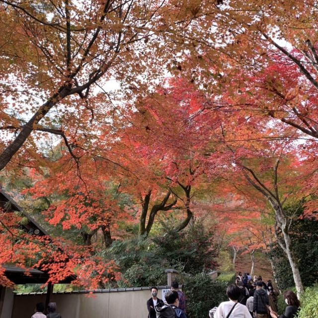 京都[紅葉めぐり] 絶景の天龍寺