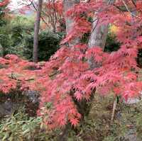 京都[紅葉めぐり] 絶景の天龍寺