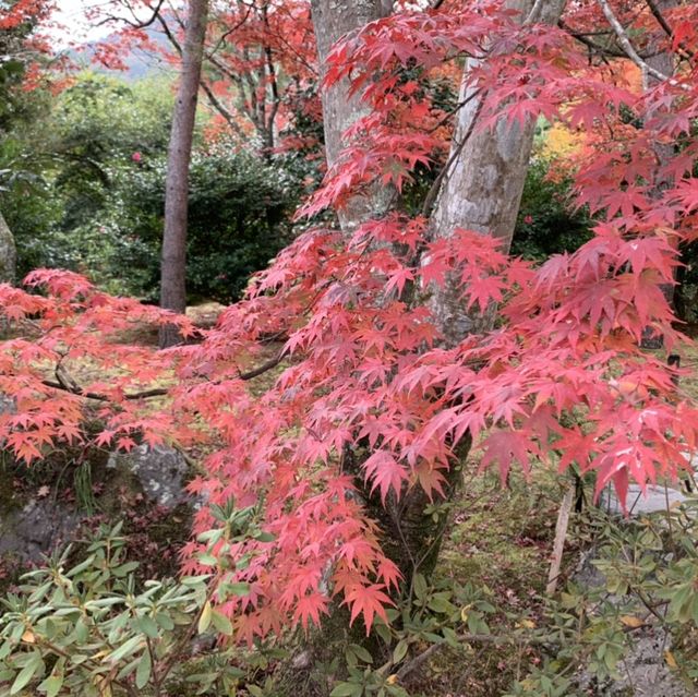 京都[紅葉めぐり] 絶景の天龍寺