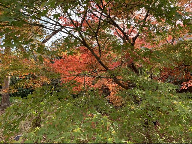 京都[紅葉めぐり]    　ー獅子吼の庭ー　宝厳院にて心を癒す