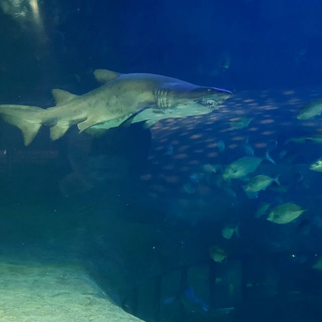 海洋公園-鯊魚探秘 海洋公園-鯊魚探秘