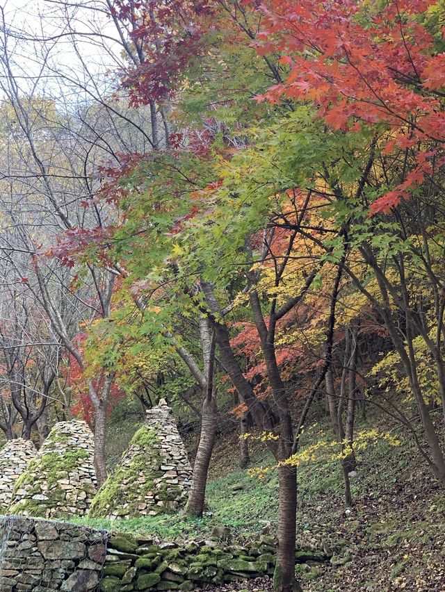 [상소동 산림욕장] 한국의 앙코르와트🗿