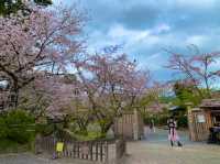 京都　KYOTO SAKURAめぐり❗️大覚寺の桜に感動❗️