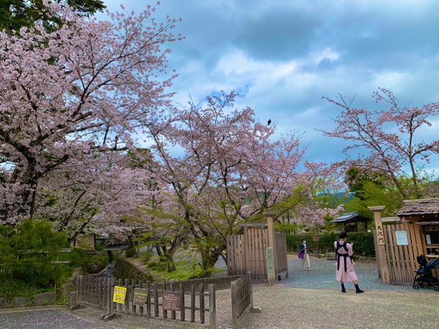 京都　KYOTO SAKURAめぐり❗️大覚寺の桜に感動❗️