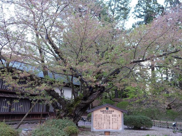 賞櫻花勝地｜弘前公園🌸🌸