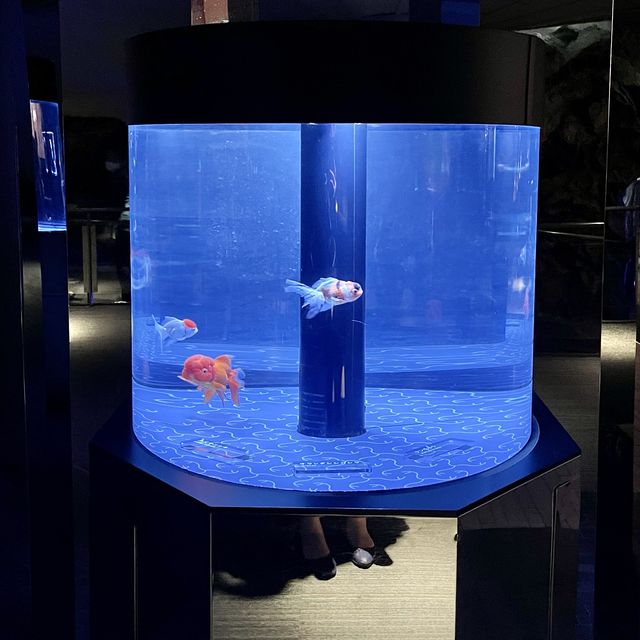 すみだ水族館でよく見る写真の場所