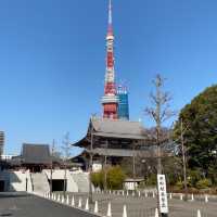 【東京】夜と朝の増上寺