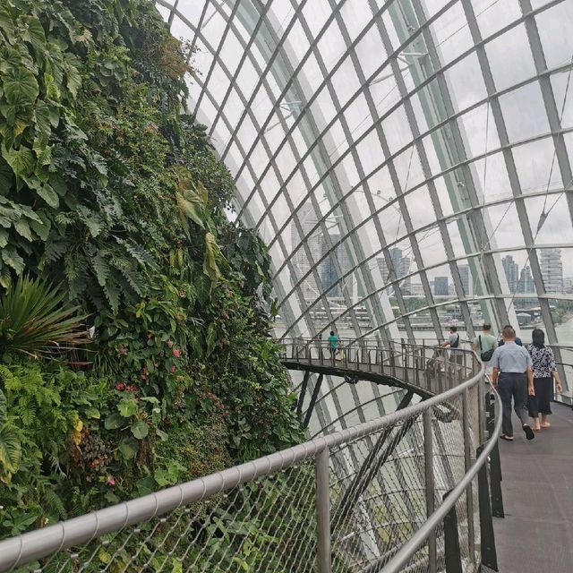 Zen like cloud forest