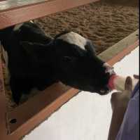 Desa Dairy Farm Sabah