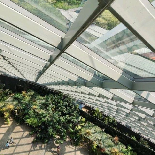 Cloud Forest