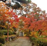 Yonsei University colours of fall