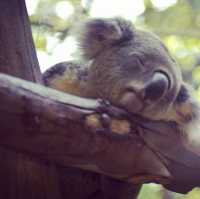 Amazing animal encounters at Chiang Mai Zoo