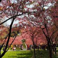 A sea of pink in spring at Jingan Park